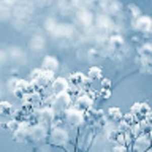 Meet your Posher, Kholahs